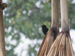 Icterus cayanensis cayanensis