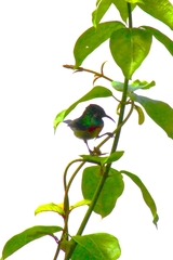 Cinnyris chloropygius