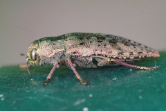 Dicerca berolinensis