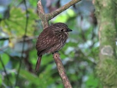 Malacoptila fulvogularis