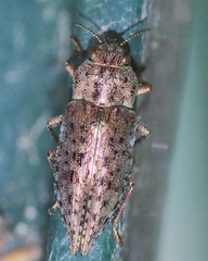 Dicerca berolinensis