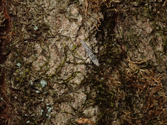 Batrachedra praeangusta