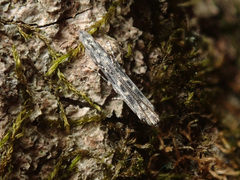 Batrachedra praeangusta