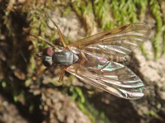 Rhagio maculatus