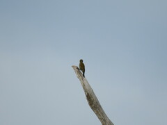 Dryobates passerinus