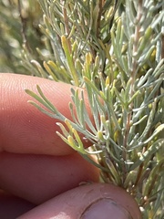 Artemisia tripartita
