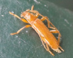 Axinopalpis gracilis