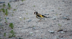 Carduelis carduelis