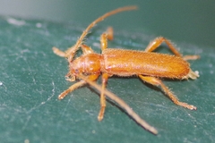 Axinopalpis gracilis