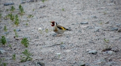 Carduelis carduelis