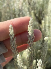 Artemisia tripartita