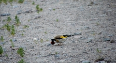 Carduelis carduelis