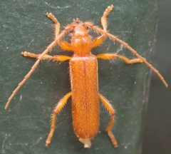 Axinopalpis gracilis