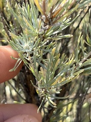 Artemisia tripartita