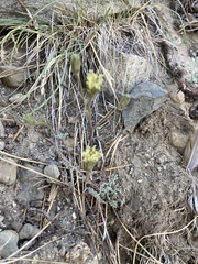 Chaenactis douglasii douglasii