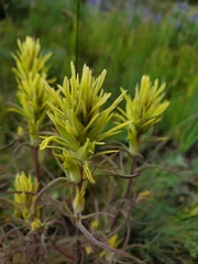 Castilleja lutescens
