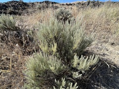 Artemisia tripartita