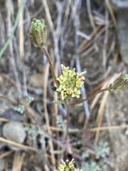 Chaenactis douglasii douglasii