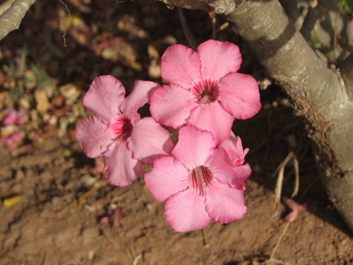 Adenium obesum image