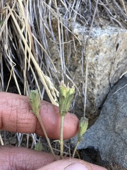 Chaenactis douglasii douglasii