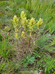 Castilleja lutescens