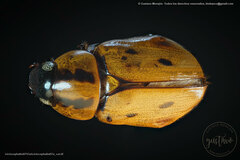 Cyclocephala amazona