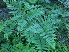 Pteridium aquilinum image