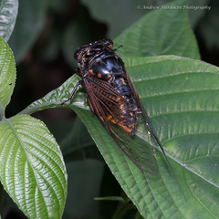 Cryptotympana mandarina
