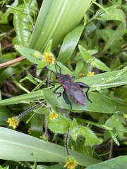 Piezogaster rubropictus