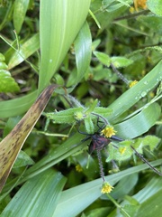 Piezogaster rubropictus