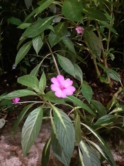 Impatiens walleriana