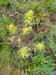 Castilleja lutescens