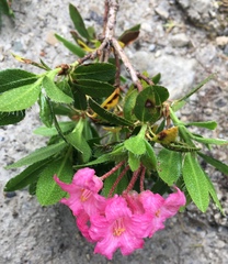 Rhododendron hirsutum