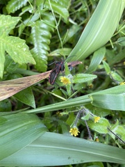 Piezogaster rubropictus