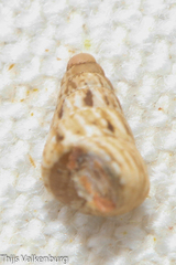 Cochlicella acuta