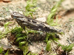 Batrachedra praeangusta