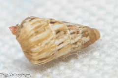 Cochlicella acuta