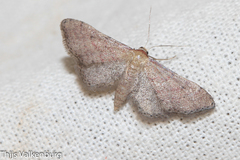 Idaea infirmaria