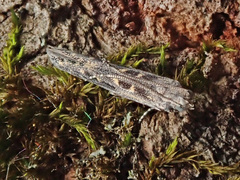 Batrachedra praeangusta