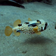 Diodon liturosus