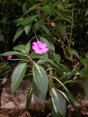 Impatiens walleriana