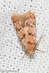 Symmoca tofosella