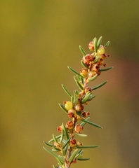 Erica axillaris