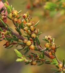 Erica axillaris