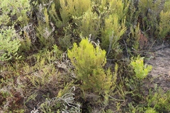 Erica axillaris