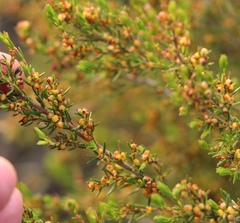 Erica axillaris