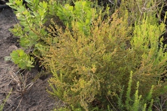 Erica axillaris
