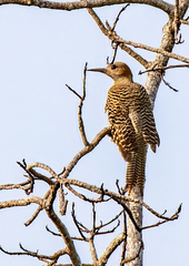 Colaptes fernandinae