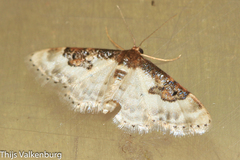 Idaea mustelata