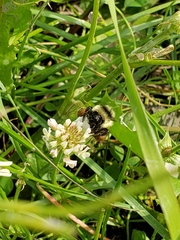 Bombus ternarius